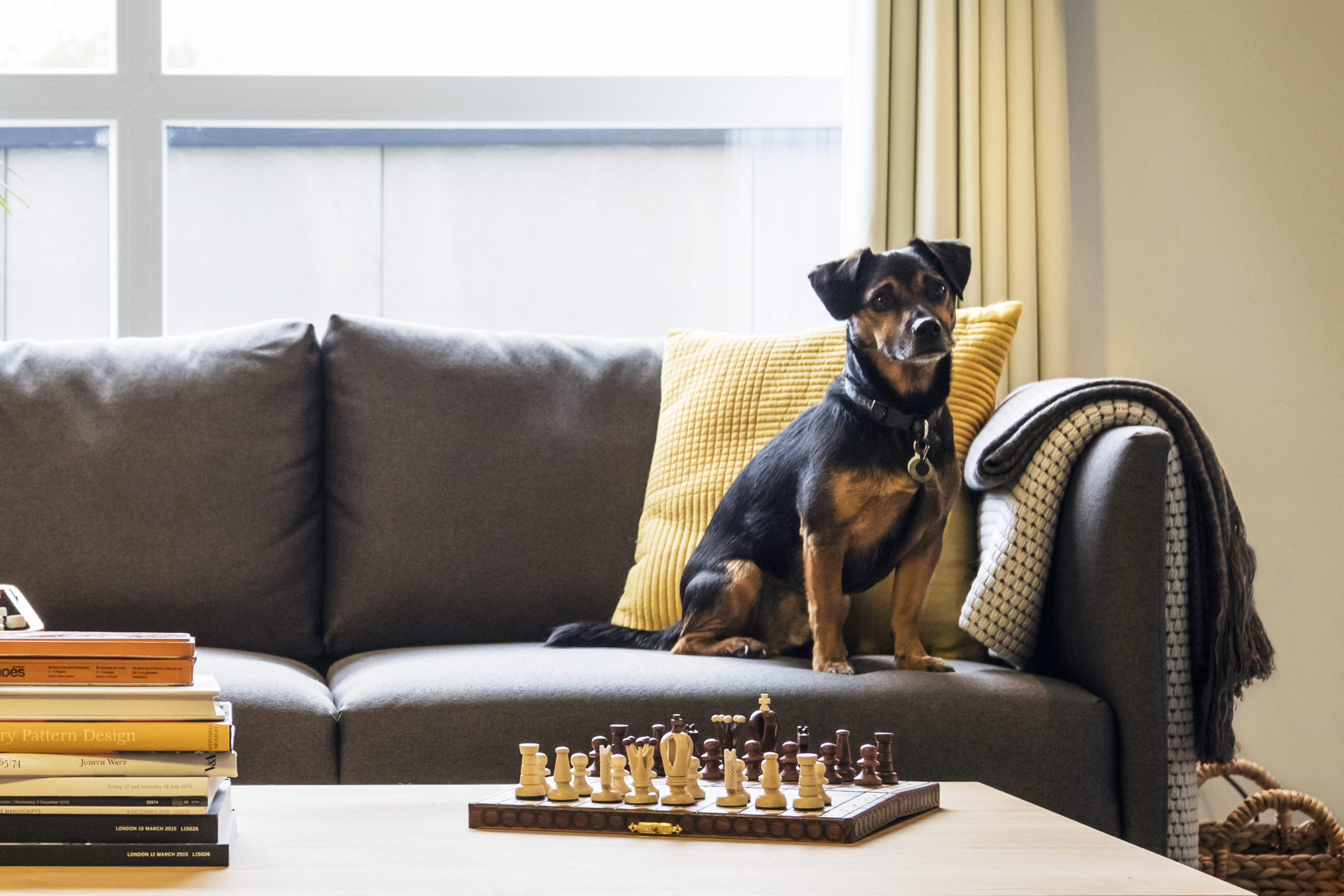 Pet-friendly